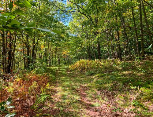 Lot-11b-24.70 acres