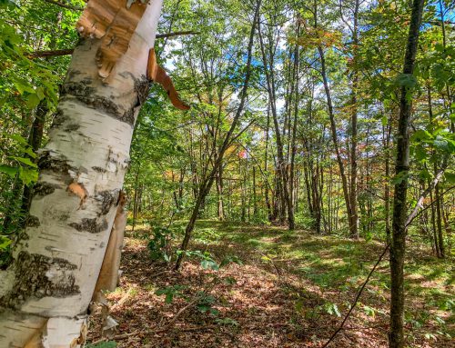 Lot-11b-24.70 acres