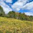 Lot-6-3.80 acres