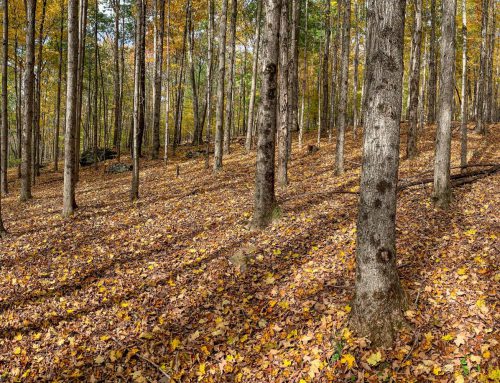 Lot-8-30.46 acres State Hwy 10