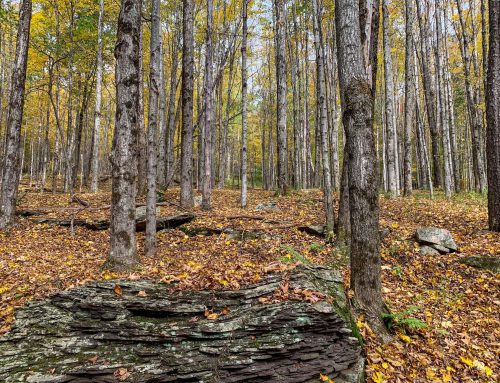 Lot-8-30.46 acres State Hwy 10